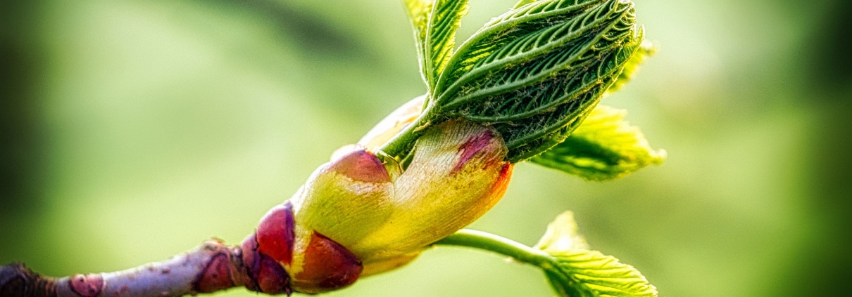 Chestnut bud essence helps when you're stuck in repetitive patterns.